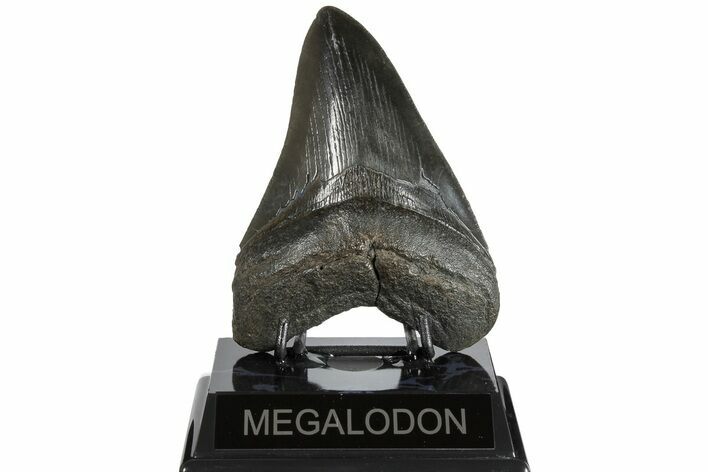 Glossy, Black,Fossil Megalodon Tooth - South Carolina #183614
